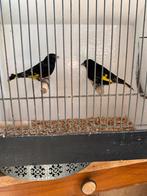 Zwarte sijs man, Mannelijk, Tropenvogel, Geringd
