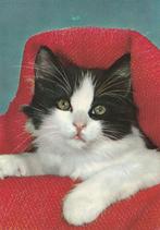 KAT    3, Verzamelen, Postkaarten | Dieren, Verzenden, Gelopen, Hond of Kat
