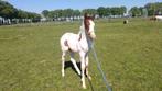 Toekomstige bonte D pony met super origine, Gechipt, Niet van toepassing, Springpony, 0 tot 2 jaar