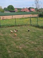 Poules pondeuse et coq, Ophalen, Zo goed als nieuw