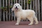 Prachtige golden retriever pups, Dieren en Toebehoren, Golden retriever, België, CDV (hondenziekte), 8 tot 15 weken