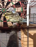 Koppel helikopters grasparkieten