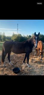 Mooie grote fokmerrie, drachtig 2026, Dieren en Toebehoren, Paarden, Merrie