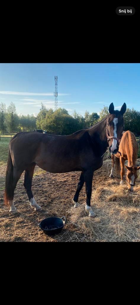 Mooie grote fokmerrie, drachtig 2026, Dieren en Toebehoren, Paarden, Merrie