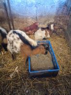 Chèvre naine, Animaux & Accessoires, Moutons, Chèvres & Cochons, Femelle, Chèvre, 0 à 2 ans