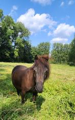 Amerikaans minipaardje drachtige merrie, Dieren en Toebehoren, Pony's, Merrie, Gechipt, Niet van toepassing, A pony (tot 1.17m)