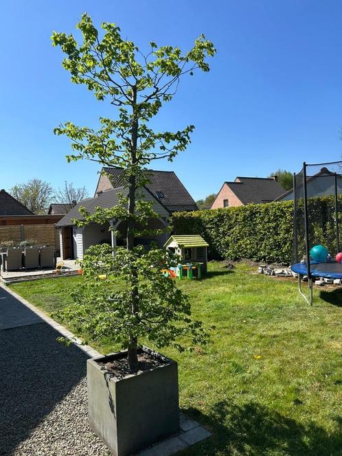 Haagbeuk zuilvorm met niveaus in mooie pot B50xL50xH50, Tuin en Terras, Planten | Struiken en Hagen, Haag, Haagbeuk, 250 cm of meer