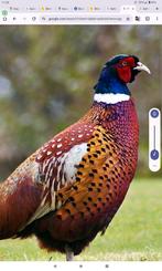 Bosfazant haan te koop, Dieren en Toebehoren, Pluimvee