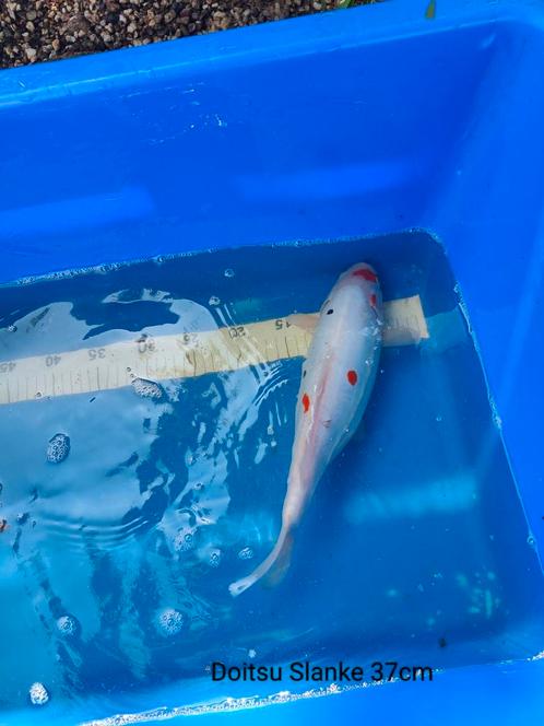 Koi's te koop, Dieren en Toebehoren, Vissen | Vijvervissen, Karper of Koi
