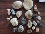 Lot fossielen - vooral ammmonieten en stukken ammoniet, Verzamelen, Ophalen of Verzenden