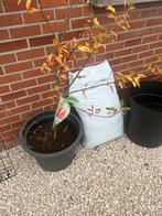 Appelboom, Tuin en Terras, Ophalen