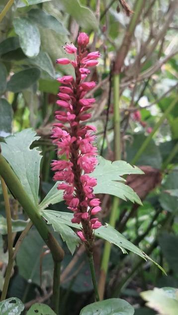 Persicaria roze of rood vanaf 1 euro  beschikbaar voor biedingen