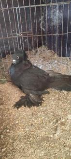 Zwarte Romeinse reus duivin., Dieren en Toebehoren, Vogels | Duiven