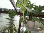 Monsteria kamer plant, Ophalen