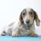 Teckel - Langharige pups te koop, Dieren en Toebehoren, CDV (hondenziekte), Meerdere, Langhaar, Buitenland