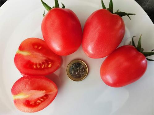 tomaat Thai Pink Egg - 5 zaden, Tuin en Terras, Bloembollen en Zaden, Zaad, Voorjaar, Volle zon, Verzenden