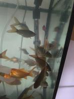 Vissen, Dieren en Toebehoren