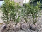 Osmanthus Burkwoodii, Tuin en Terras, Ophalen of Verzenden, Struik