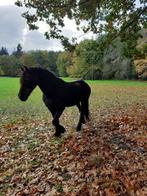 dieren, Dieren en Toebehoren, Merrie