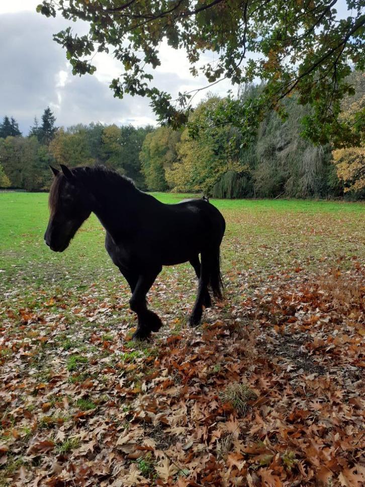 dieren, Dieren en Toebehoren, Paarden, Merrie
