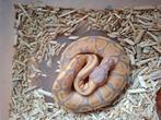 Python regius banana het piedbal, Dieren en Toebehoren
