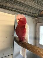 1-1 lutino rosé kaketoes, Dieren en Toebehoren, Meerdere dieren, Papegaai, Geringd