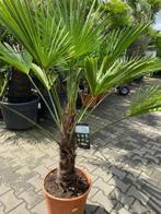 TE KOOP Palmboom Trachycarpus Wagnerianus, In pot, Lente, Volle zon, Ophalen