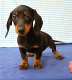 Super mooie Teckel pups!, Dieren en Toebehoren, Standaard, 15 weken tot 1 jaar, CDV (hondenziekte), Meerdere