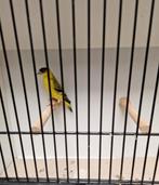 yarrelsijzen, Plusieurs animaux, Oiseau tropical, Bagué