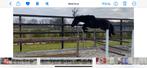 Cote d’or Z Veulen van 3/5/2023. Merrie ., Dieren en Toebehoren, Paarden, Merrie, Springpaard, Gechipt, Niet van toepassing