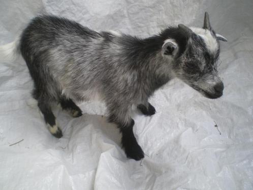 Prachtige mooie mini-dwerggeitjes te koop., Dieren en Toebehoren, Schapen, Geiten en Varkens, Geit, Mannelijk, 0 tot 2 jaar