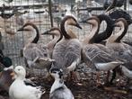 Ganzen zwanenganzen, Dieren en Toebehoren, Pluimvee, Meerdere dieren, Gans of Zwaan