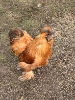 Hanen, Dieren en Toebehoren, Pluimvee, Kip