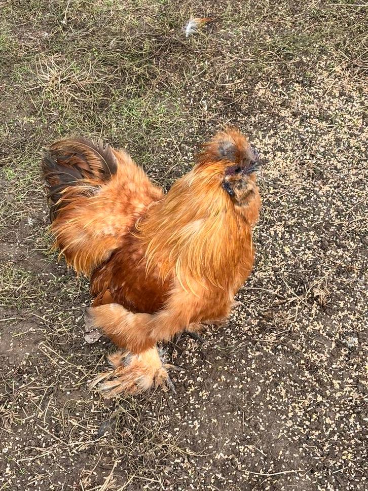 Hanen, Dieren en Toebehoren, Pluimvee, Kip