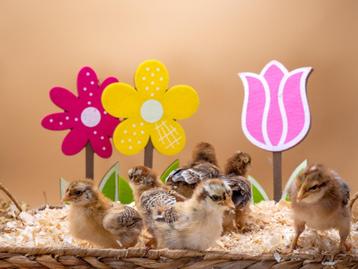 Bielefelder groot baby kuikens hennetjes, gesekst en ingeënt, Dieren en Toebehoren, Vrouwelijk, Kip