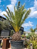 Palmboom Phoenix Canariensis- Dadelpalm, Ophalen, Palmboom