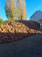 Voederbieten Rialto, Zakelijke goederen, Landbouw | Veevoer, Ophalen