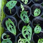 Monstera Monkey plante d'intérieur, Tuin en Terras, Planten | Tuinplanten, Ophalen, Vaste plant, Bloeit niet, Halfschaduw