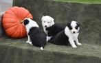 Tricolor Border Collie pupjes, Dieren en Toebehoren, België, CDV (hondenziekte), 8 tot 15 weken, Collie