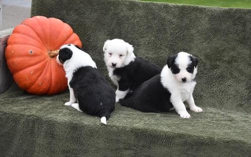 Tricolor Border Collie pupjes, Animaux & Accessoires, Chiens | Bergers & Bouviers, Plusieurs animaux, Colley, Éleveur | Professionnel