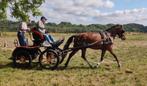 3 jarige Freiberger/Franches Montagnes merrie met veldtest, Dieren en Toebehoren, Ophalen
