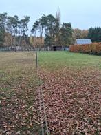 Weidegang met stalling en verzorging te westerlo, Dieren en Toebehoren, Stalling en Weidegang, Weidegang