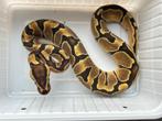 0.1 ball python - enchi fire, Dieren en Toebehoren, Slang, Tam, 0 tot 2 jaar