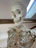 Anatomisch skelet, Diversen, Ophalen, Zo goed als nieuw