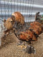 Brahma kriel haan meerzomig goudpatrijs, Mannelijk, Kip