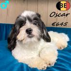 Oscar, Lhasa Apso reutje - Belgisch, Dieren en Toebehoren, Honden | Chihuahua's en Gezelschapshonden, België, 15 weken tot 1 jaar
