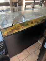 Schildpadden met aquarium, Dieren en Toebehoren, Ophalen, Gebruikt, Overige typen
