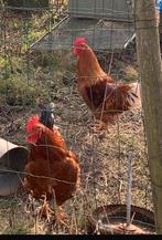 Hanen, Dieren en Toebehoren, Pluimvee