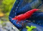 Bloody Mary orange eye  red deamon  zeer uniek, Dieren en Toebehoren, Vissen | Aquariumvissen