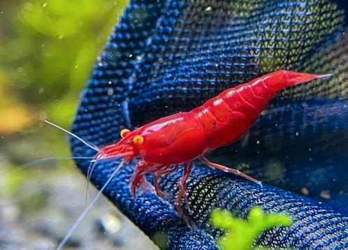 Bloody Mary orange eye  red deamon  zeer uniek, Dieren en Toebehoren, Vissen | Aquariumvissen